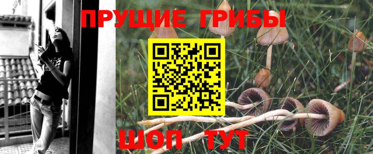 Галлюциногенные грибы Cubensis Красногорск