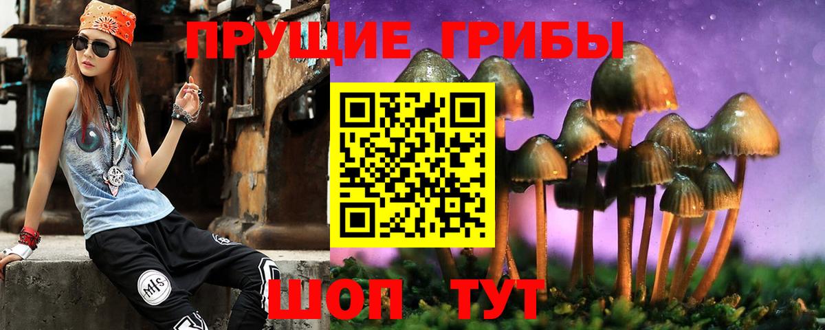 Псилоцибиновые грибы Psilocybine cubensis Красногорск